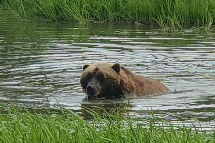 アンカレッジからアラスカ野生生物保護センターへの VIP ツアー