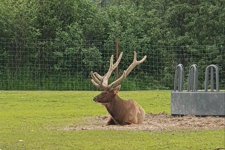 アンカレッジからアラスカ野生生物保護センターへの VIP ツアー