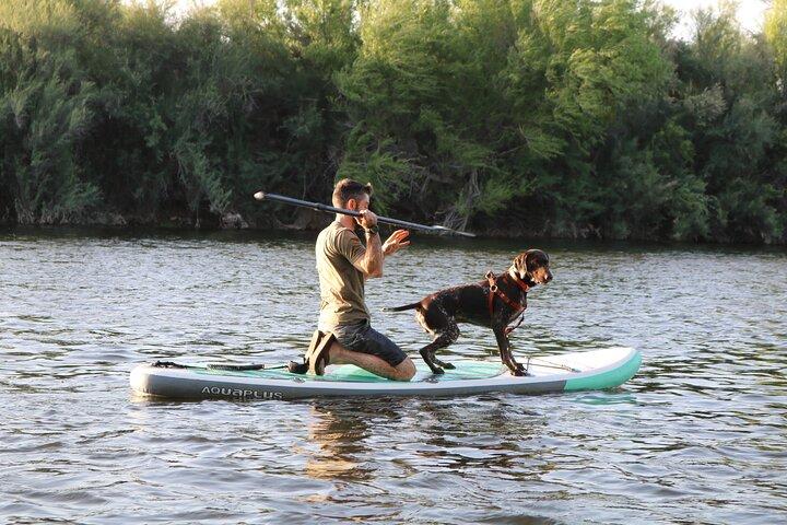 Alugue uma prancha de paddle e flutue no Lower Salt River