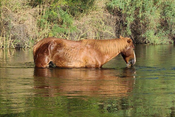 Alugue uma prancha de paddle e flutue no Lower Salt River