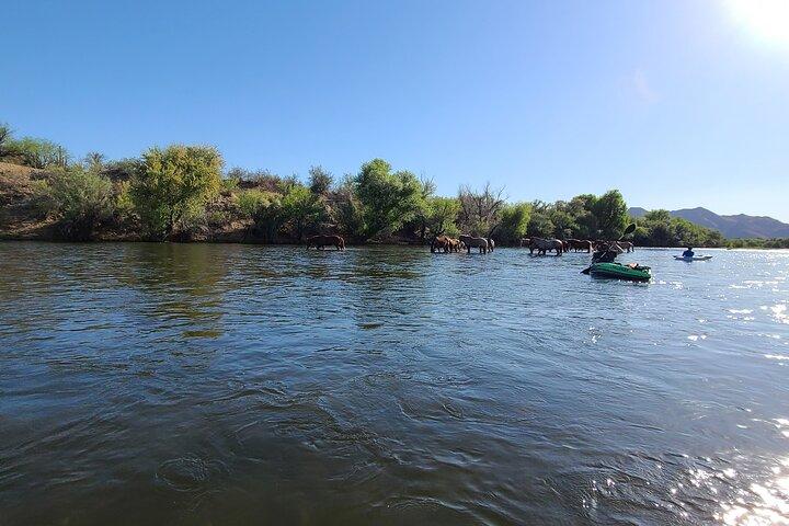 Alugue uma prancha de paddle e flutue no Lower Salt River