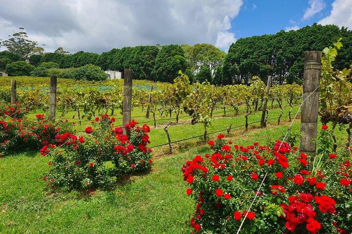 Mount Tamborine Weinprobe Tour von Brisbane oder der Gold Coast