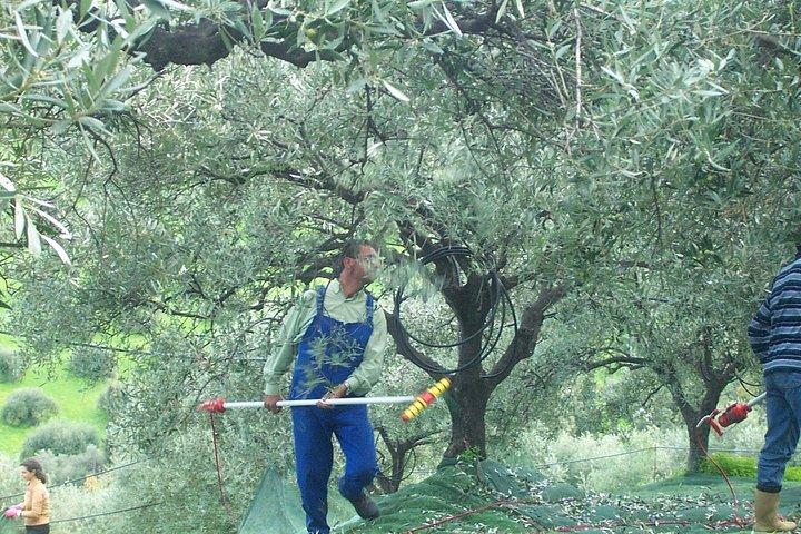 ミノアの生活:クノッソス宮殿、オリーブグローブ農場、ペザでのランチ