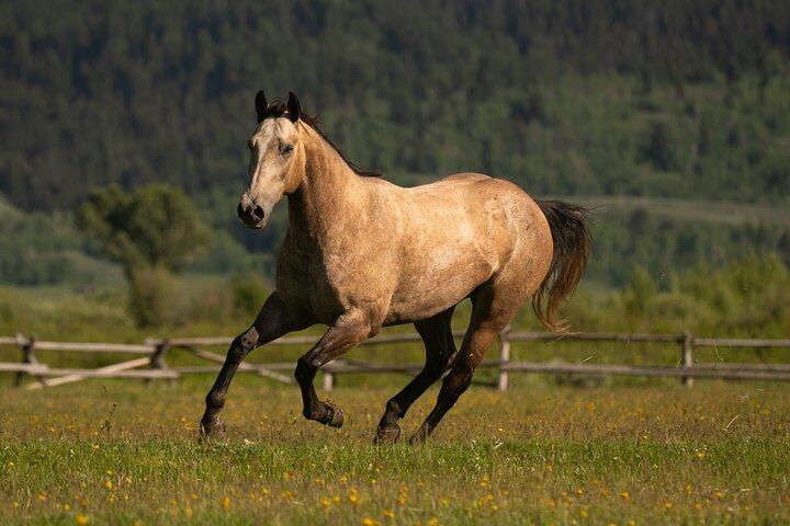 Paardrijden met uitzicht op Grand Teton in Jackson Hole
