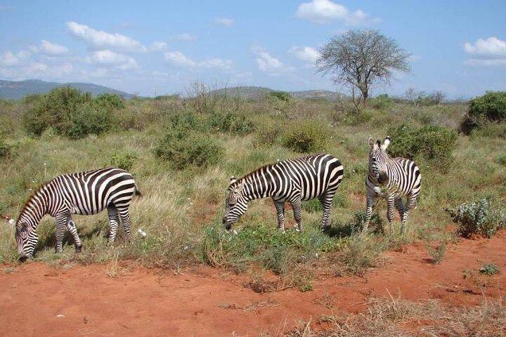 2 DAYS TAITA HILLS SAFARI (Minimum 2 pax)