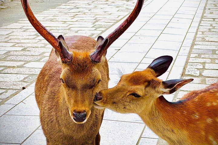 Osaka & Nara in 1-Day by Private Van with Local Expert Guide
