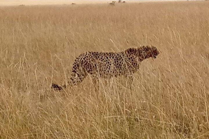 3 - Tag Tsavo East & West Wildlife Sanctuary Safari Experience.