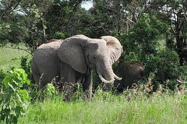 Masai Mara National Reserve Day trip From Nairobi.