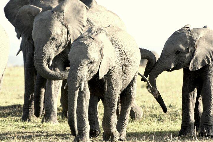7 jours Masai Mara / Lac Nakuru / Lac Naivasha / Amboseli