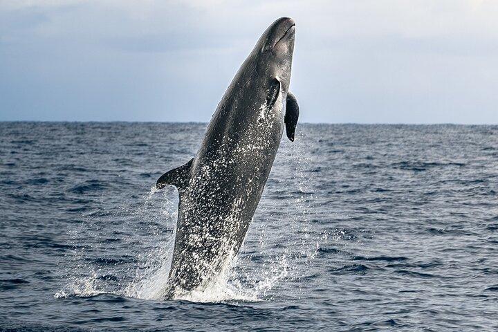 Garantito Dolphin/Whale Watch