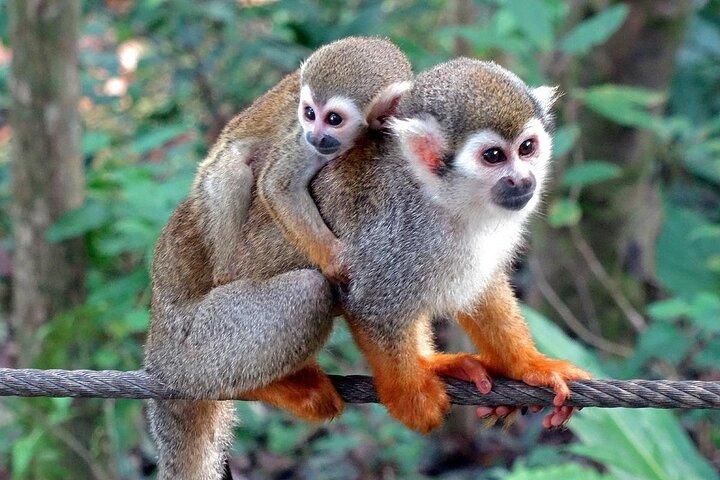Puerto Plata : Monkey Enconter & Zip line Abenteuer