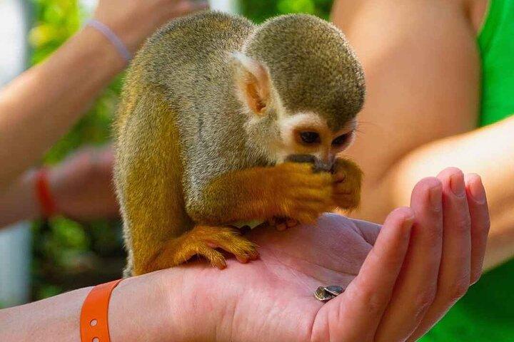 Puerto Plata : Monkey Enconter & Zip line Abenteuer