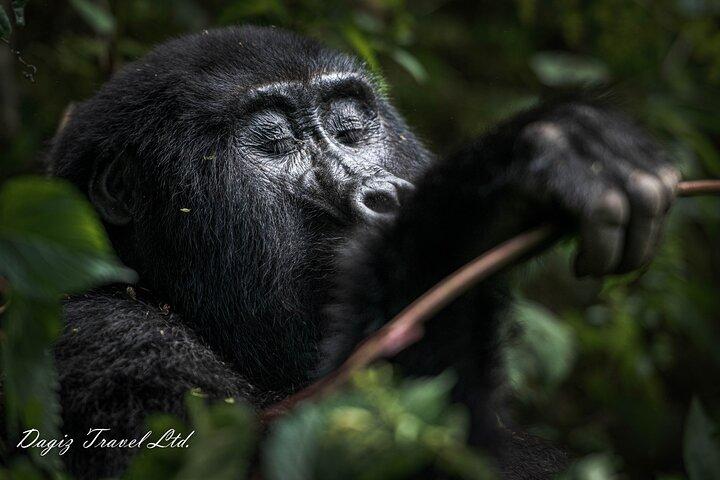 3-dages Uganda Gorilla Trekking Experience