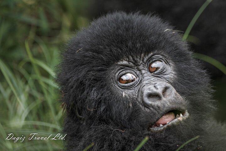 3-dages Uganda Gorilla Trekking Experience