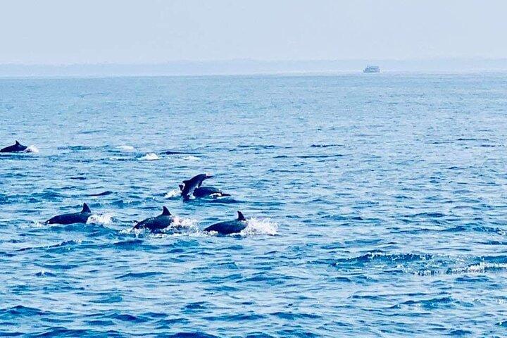 Experiência de Observação de Golfinhos em Trincomalee