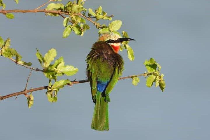 Tour guidato privato a Victoria Falls