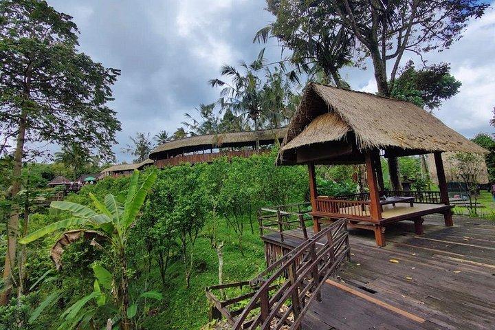Bali Ubud og Kintamani sightseeingtur