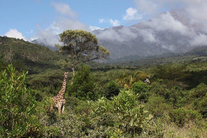 1 dags kort 4x4-safari: ARUSHA NATIONALPARK inkl. Lodge-lunch