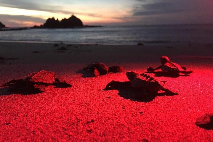 Baby Turtle Release, Night Walk, fra Dreams Las Mareas, El Jobo