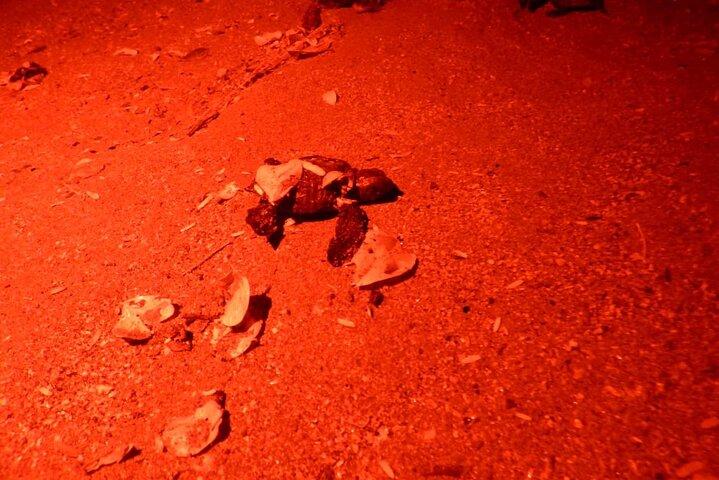 赤ちゃん亀の放流、夜の散歩、ドリームス ラス マレアス、エル ホボより