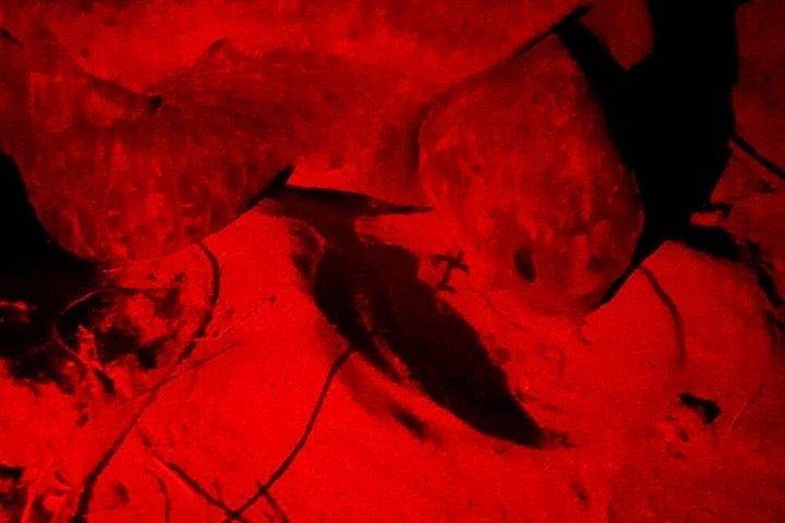 Baby Turtle Release, Night Walk, from JW Marriott Costa Elena