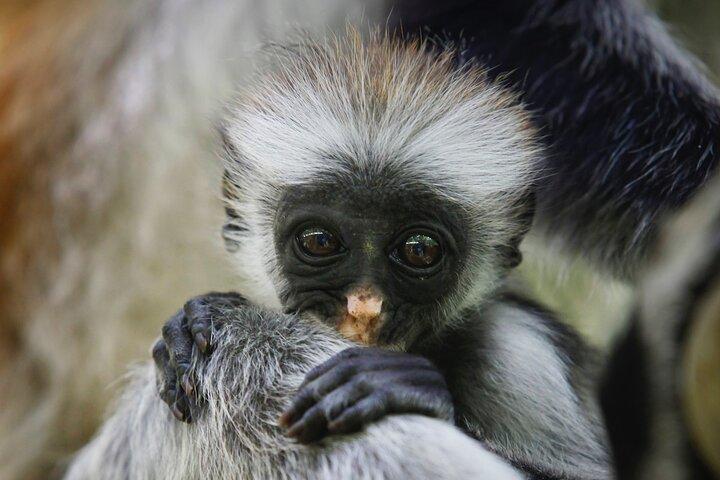 1 Day Short 4x4 Safari: ARUSHA NATIONAL PARK incl. Lodge-Lunch