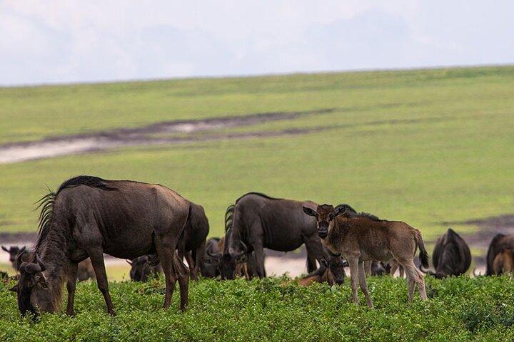 5-dages Serengeti og Ngorongoro Budget Camping Safari Tour