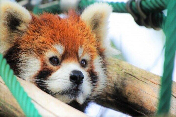 黒岳ロープウェイ・旭山動物園紅葉バスツアー