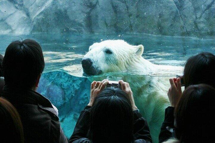 黒岳ロープウェイ・旭山動物園紅葉バスツアー