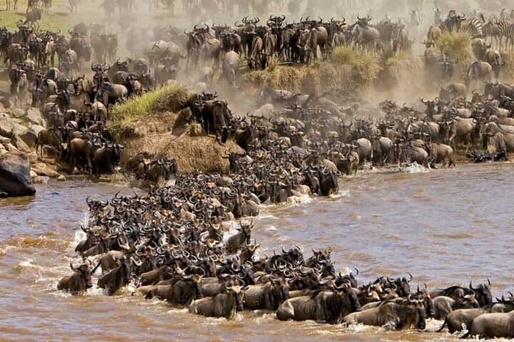 Wildebeest Migration 3-day Masai Mara Group joining Safari