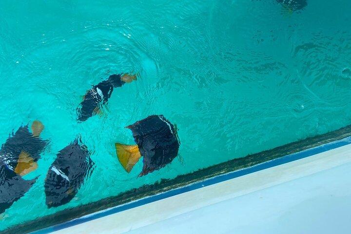 Snorkeling e spiaggia di Nopalera • Tour privato • Punta Mita