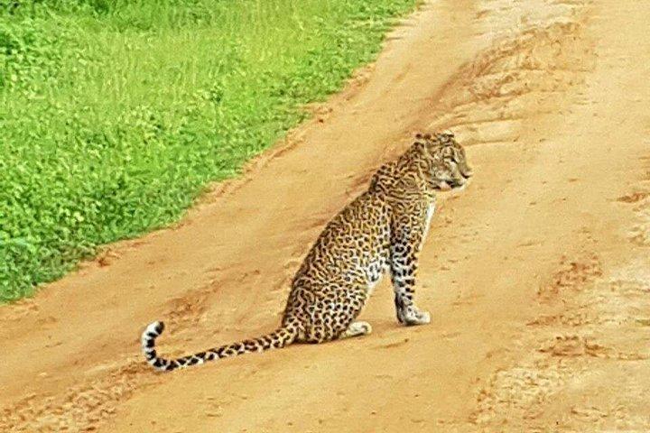 12 日間でスリランカの魅惑的な美しさを探索