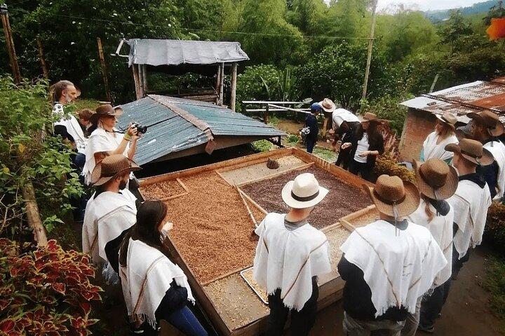 Tour privato alla Coffee Farm (fattoria a tua scelta)