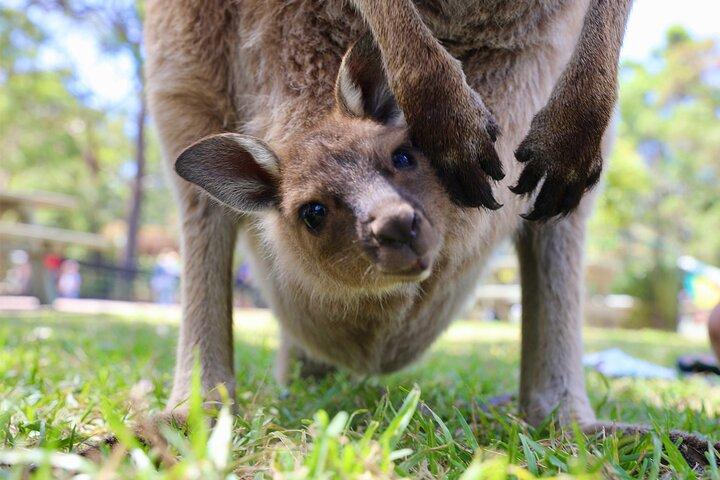 Equitazione, koala e canguri - Wild Australia: tour privato