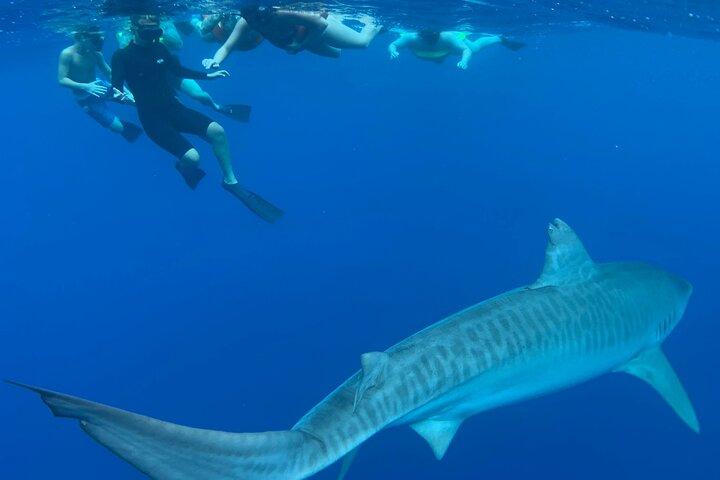 Oahu : Nadar sin jaula con tiburones en la costa norte