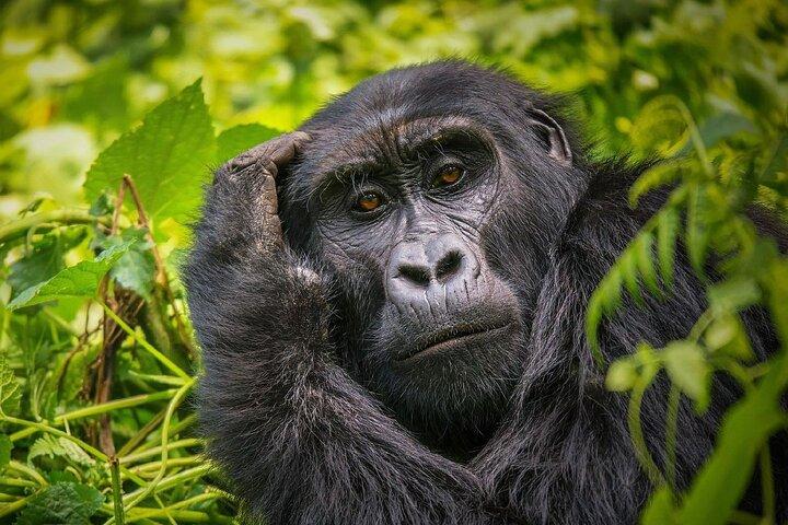 Safari privato di 7 giorni in Uganda