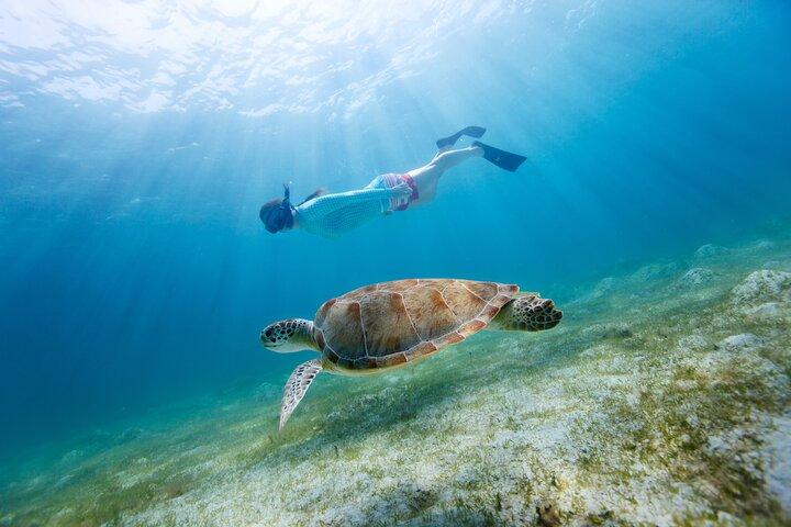 Soundside Cruiser Snorkeling and Dolphin Watching Experience