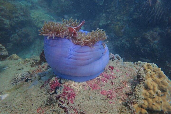 Explore la bahía de Nha Trang: tour de aventura de medio día con esnórquel