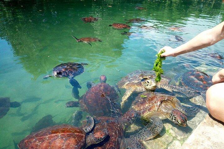 Excursão privada de dia inteiro em Zanzibar com golfinhos e praia do pôr do sol