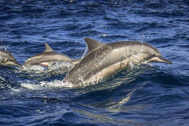 Experiência de Observação de Golfinhos em Trincomalee