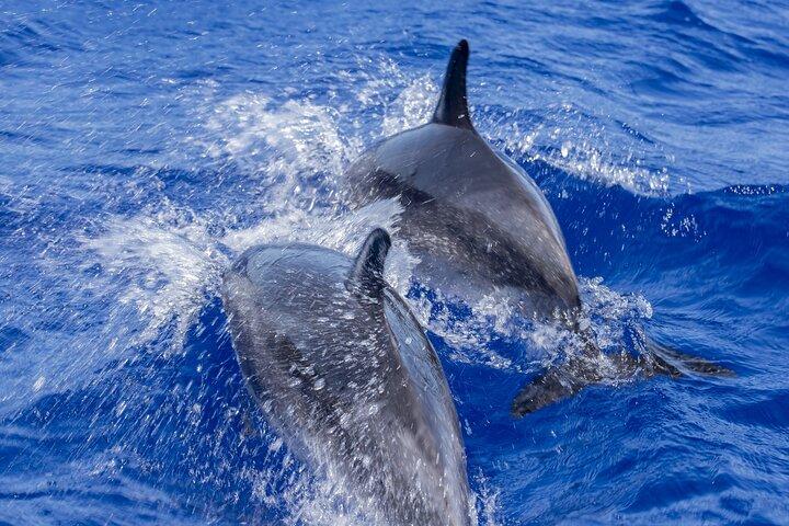 Experiência de Observação de Golfinhos em Trincomalee