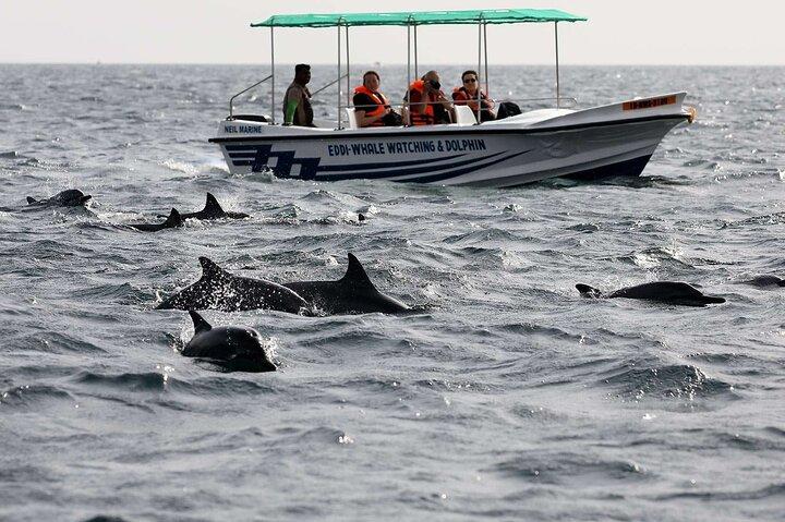 Experiência de Observação de Golfinhos em Trincomalee