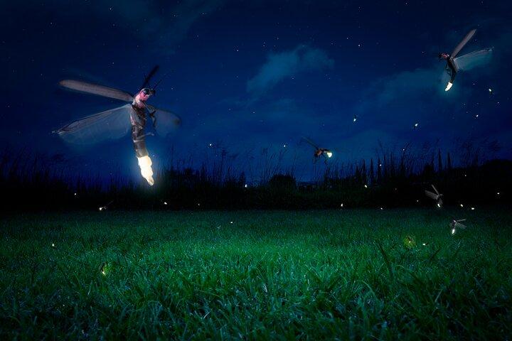 Excursion privée d'une journée à Kuala Selangor Firefly avec dîner et promenade en bateau
