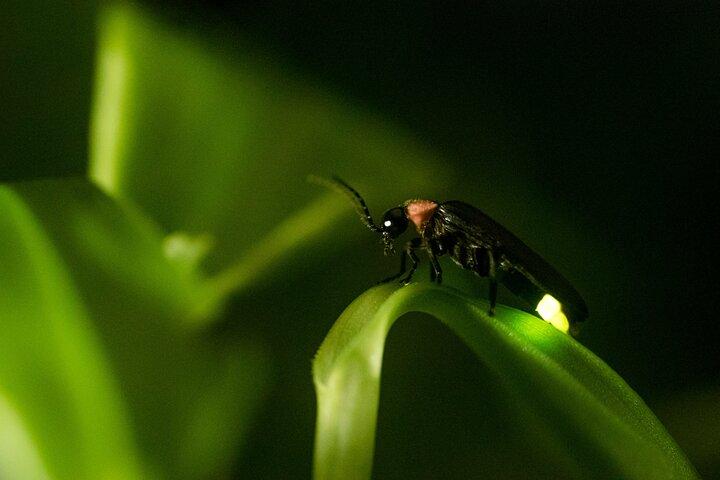 Excursion privée d'une journée à Kuala Selangor Firefly avec dîner et promenade en bateau