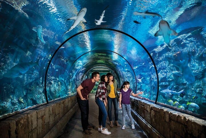 Shark Reef at Mandalay Bay Hotel and Casino