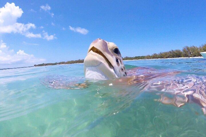 マイアミ発フロリダ キー プライベート アイランズ限定日帰り旅行 (アクティビティ付き)