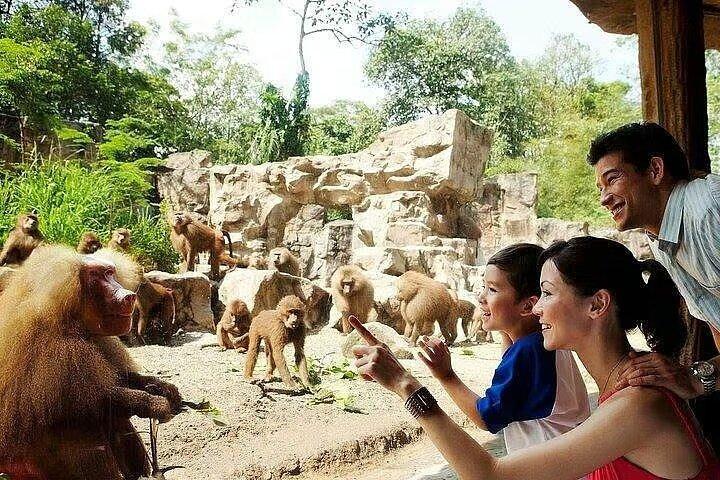 Zoo de Singapour avec balade en tramway pour touristes