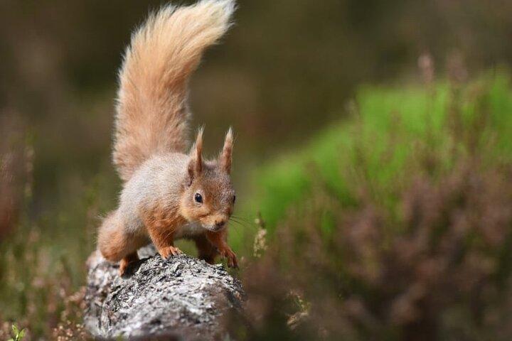 Cairngormen; Hoogste bergen, Bonnie Lochs en eeuwenoude bossen