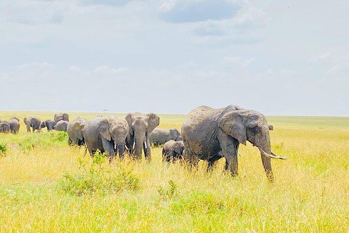 6 dagars Kenya Budget Group Safari