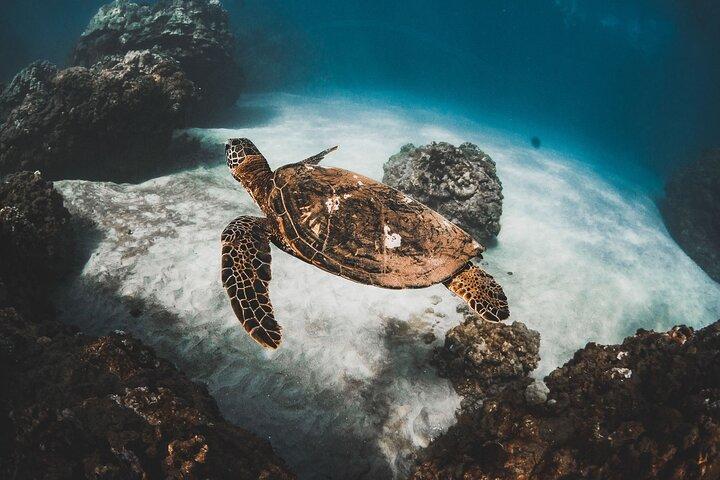 Turtles & Tacos Luxury Catamaran Snorkel